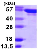 SDS-PAGE - Recombinant Human Tyrosyl tRNA synthetase/TyrRS protein (AB107141)