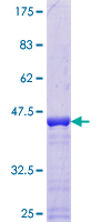 Recombinant Human U1-C protein
