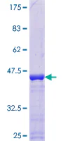 SDS-PAGE - Recombinant Human U1-C protein (GST tag N-Terminus) (AB117010)