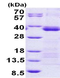 SDS-PAGE - Recombinant Human U2AF35/U2AF1 protein (denatured) (AB156324), expandable thumbnail