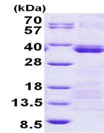 SDS-PAGE - Recombinant Human U2AF35/U2AF1 protein (denatured) (His tag N-Terminus) (AB156324)