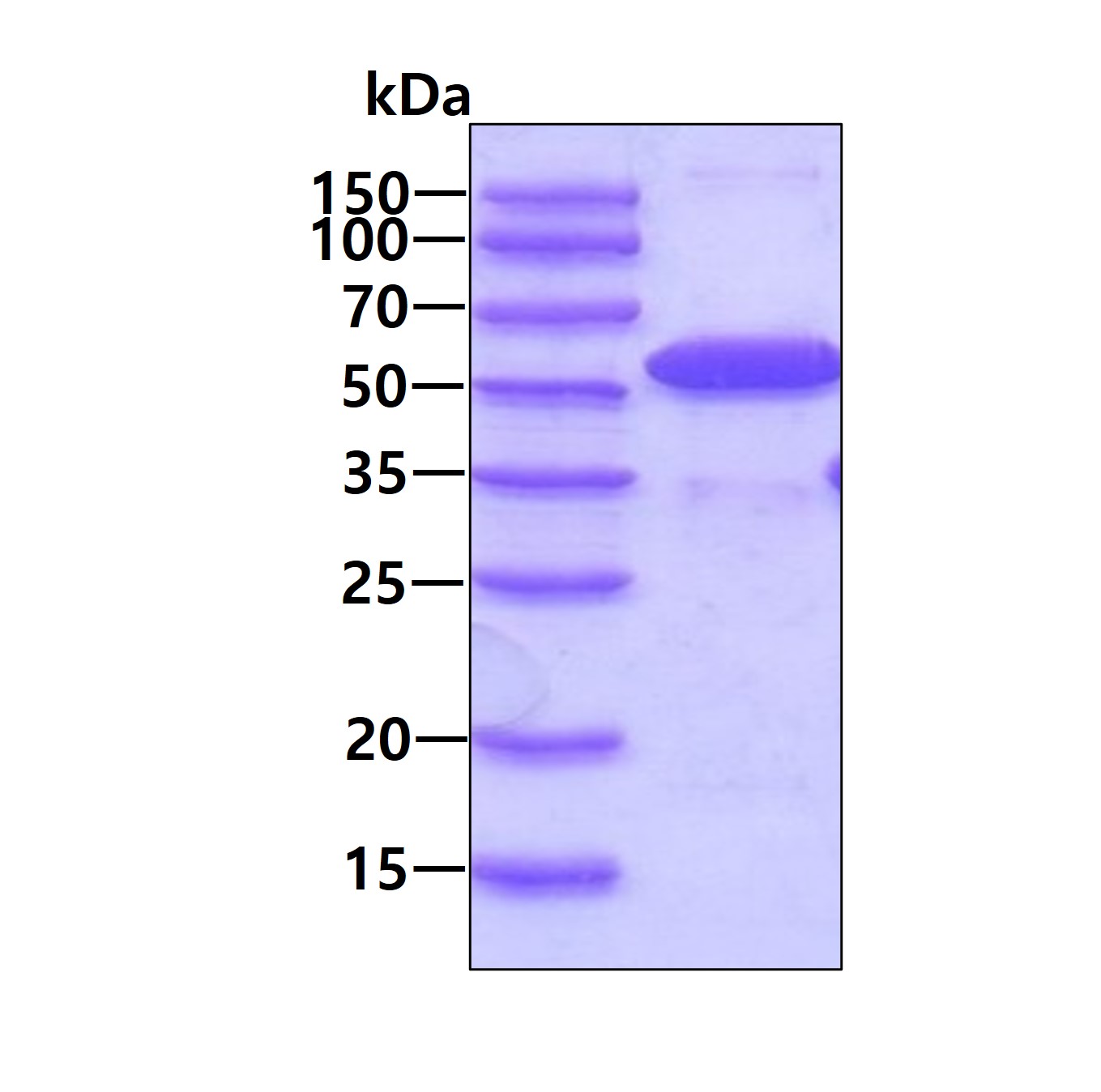 SDS-PAGE - Recombinant Human UAP56 protein (His tag N-Terminus) (AB99297)