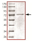 SDS-PAGE - Recombinant Human UBA3 protein (AB140421)
