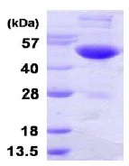 SDS-PAGE - Recombinant Human UBA3 protein (His tag N-Terminus) (AB123194)