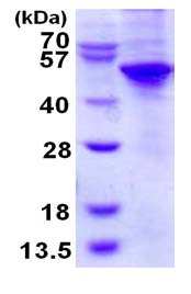 SDS-PAGE - Recombinant Human UBA5 protein (His tag N-Terminus) (AB124609)