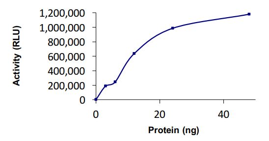 Functional Studies - Recombinant human Uba6 protein (Active) (AB269092), expandable thumbnail