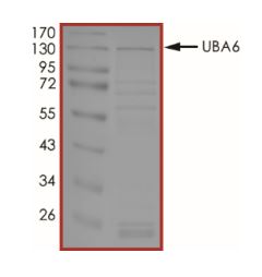 SDS-PAGE - Recombinant human Uba6 protein (Active) (AB269092), expandable thumbnail