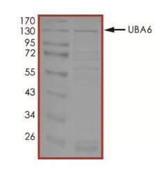 SDS-PAGE - Recombinant human Uba6 protein (Active) (GST tag N-Terminus) (AB269092)