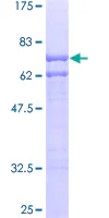SDS-PAGE - Recombinant Human Uba6 protein (GST tag N-Terminus) (AB163029)