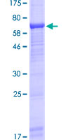SDS-PAGE - Recombinant Human UBASH3A protein (GST tag N-Terminus) (AB162684)