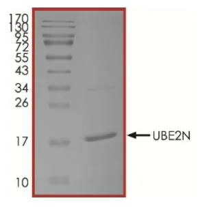 SDS-PAGE - Recombinant human UBC13 protein (Active) (AB269107)