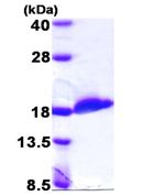 SDS-PAGE - Recombinant Human UBC4 protein (AB109971), expandable thumbnail