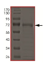 SDS-PAGE - Recombinant Human UBC6e protein (GST tag N-Terminus) (AB177256)