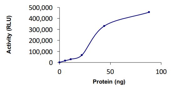 Functional Studies - Recombinant human UBCH6/UBE2E1 protein (Active) (AB269099)