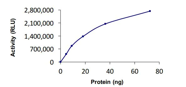 Functional Studies - Recombinant human UBE1 protein (Active) (AB269091)