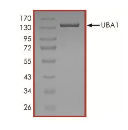 SDS-PAGE - Recombinant human UBE1 protein (Active) (AB269091)
