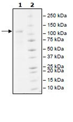 SDS-PAGE - Recombinant human UBE1 protein (Active) (AB271808), expandable thumbnail
