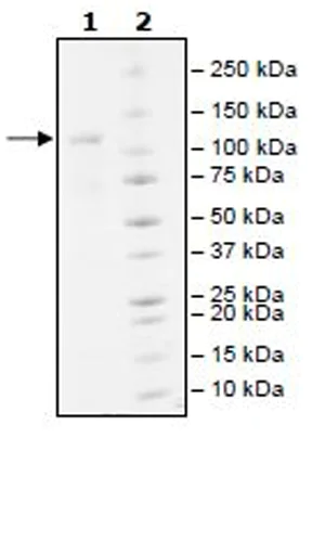 SDS-PAGE - Recombinant human UBE1 protein (Active) (AB271808)