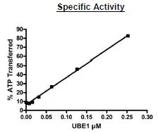 Functional Studies - Recombinant human UBE1 protein (Active) (DDDDK tag N-Terminus) (AB271808)