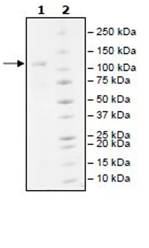 SDS-PAGE - Recombinant human UBE1 protein (Active) (DDDDK tag N-Terminus) (AB271808)