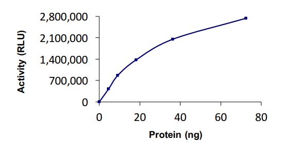 Functional Studies - Recombinant human UBE1 protein (Active) (AB269091)