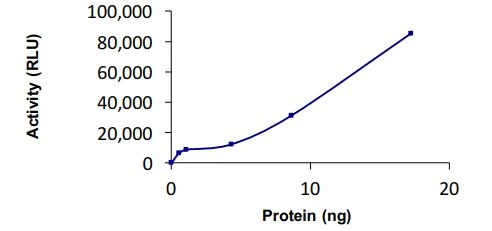 Functional Studies - Recombinant human Ube1L protein (Active) (AB269093)