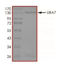 SDS-PAGE - Recombinant human Ube1L protein (Active) (AB269093)