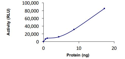 Functional Studies - Recombinant human Ube1L protein (Active) (AB269093)