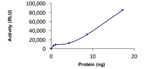 Functional Studies - Recombinant human Ube1L protein (Active) (AB269093)