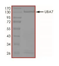 SDS-PAGE - Recombinant human Ube1L protein (Active) (AB269093)