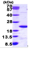 SDS-PAGE - Recombinant Human Ube2B protein (AB95484), expandable thumbnail