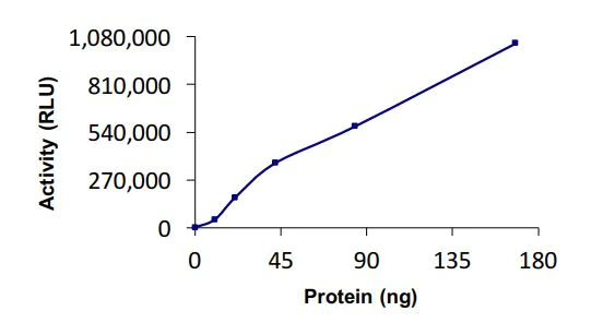 Functional Studies - Recombinant human UBE2C protein (Active) (AB269095)