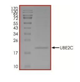 SDS-PAGE - Recombinant human UBE2C protein (Active) (AB269095)