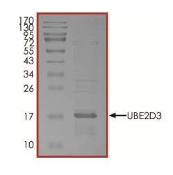 SDS-PAGE - Recombinant human UBE2D3 protein (Active) (AB269098)