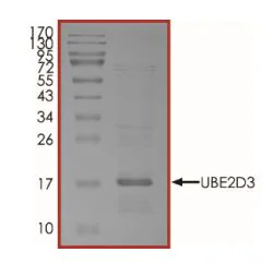 SDS-PAGE - Recombinant human UBE2D3 protein (Active) (His tag N-Terminus) (AB269098)