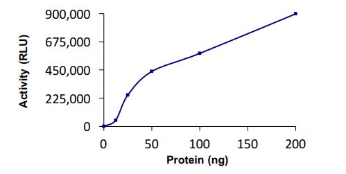 Functional Studies - Recombinant human UBE2E3 protein (Active) (AB269100)