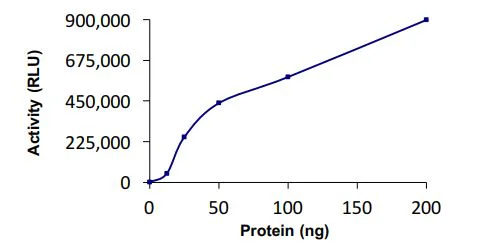 Functional Studies - Recombinant human UBE2E3 protein (Active) (AB269100)