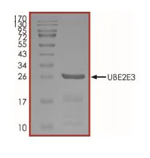 SDS-PAGE - Recombinant human UBE2E3 protein (Active) (AB269100)