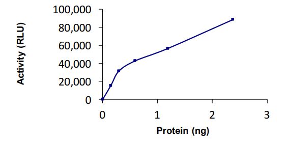 Functional Studies - Recombinant human UBE2I / UBC9 protein (Active) (AB269103)