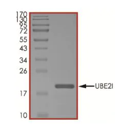 SDS-PAGE - Recombinant human UBE2I / UBC9 protein (Active) (AB269103)