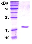 SDS-PAGE - Recombinant Human Ube2L3/UBCH7 protein (AB48775)
