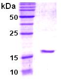 SDS-PAGE - Recombinant Human Ube2L3/UBCH7 protein (Tag Free) (AB48775)