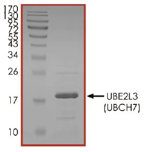 SDS-PAGE - Recombinant Human Ube2L3/UBCH7 protein (Tagged-His Tag) (AB269105)