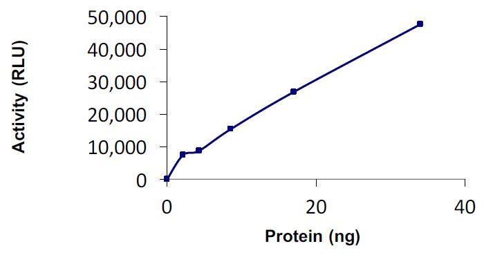 Functional Studies - Recombinant human Ube2L6 protein (Active) (AB269106)