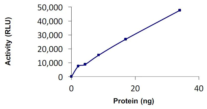 Functional Studies - Recombinant human Ube2L6 protein (Active) (AB269106)