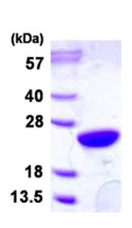 SDS-PAGE - Recombinant Human UBE2M/UBC12 protein (His tag N-Terminus) (AB128447)