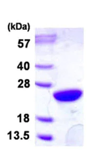 SDS-PAGE - Recombinant Human UBE2M/UBC12 protein (His tag N-Terminus) (AB128447)