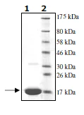 SDS-PAGE - Recombinant Human Ube2N / Ubc13 protein (AB95900)
