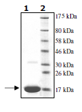 SDS-PAGE - Recombinant Human Ube2N / Ubc13 protein (His tag N-Terminus) (AB95900)