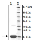 SDS-PAGE - Recombinant Human Ube2N / Ubc13 protein (His tag N-Terminus) (AB95900)
